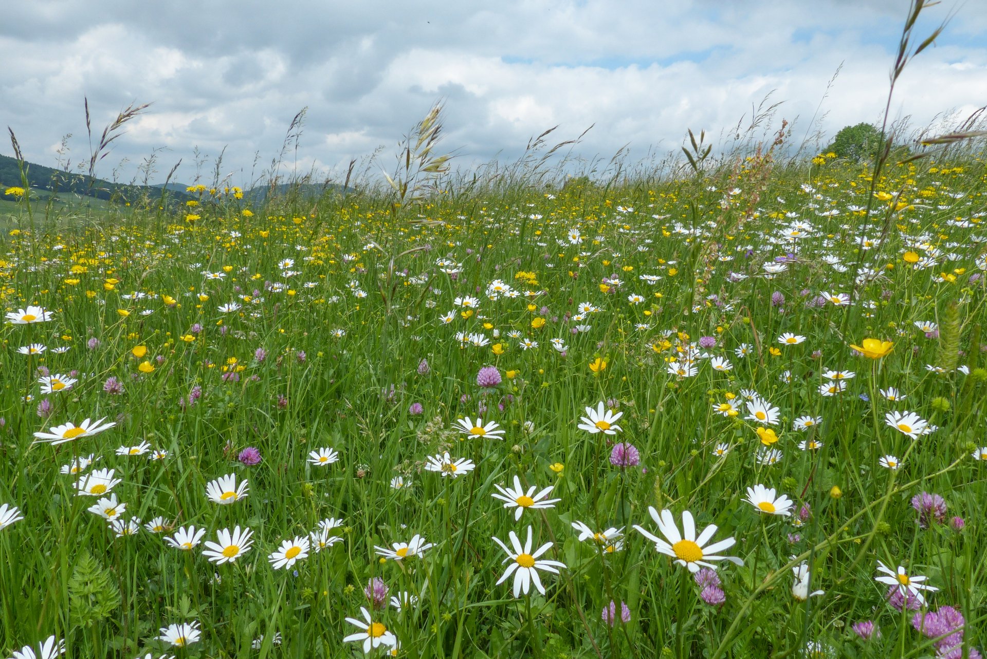 A lowland hayfield in the Rhön. Photo: Uwe Barth A lowland hayfield in the Rhön. Photo: Uwe Barth