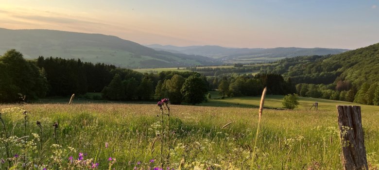 Bergmähwiese, Lebensraum Wachtelkönig. Foto: Fabian Hirschauer Bergmähwiese, Lebensraum Wachtelkönig. Foto: Fabian Hirschauer