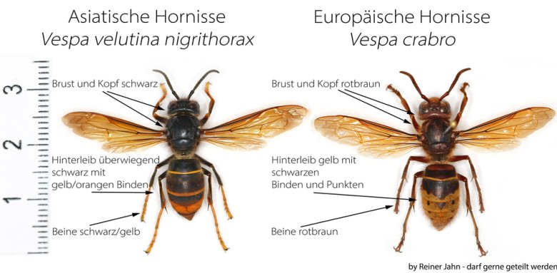 
Vergleich Asiatische Hornisse und Europäische Hornisse