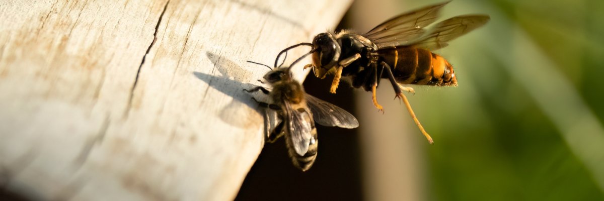 Asiatische Hornisse (Vespa velutina) bei der Jagd auf Honigbienen am Bienenstand. Foto: Lothar Lenz - stock.adobe.com Asiatische Hornisse (Vespa velutina) bei der Jagd auf Honigbienen am Bienenstand. Foto: Lothar Lenz - stock.adobe.com