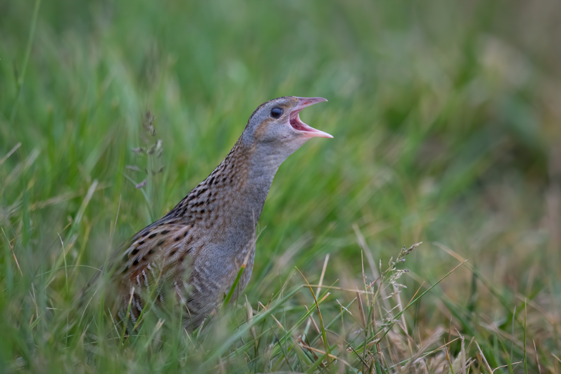 Wachtelkönig (Crex crex) Wachtelkönig (Crex crex)