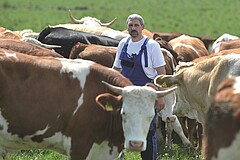 Landwirt zwischen Kühen Foto: Stefanie Krauß