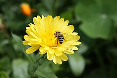 Zu den Pflanzen, die Menschen und Insekten gleichsam erfreuen, gehören auch Ringelblumen. Foto: Sandra Limpert